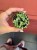 Senecio starzec Senecio rowleyanus 'Variegata (5).jpeg