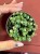 Senecio starzec Senecio rowleyanus 'Variegata (1).jpeg