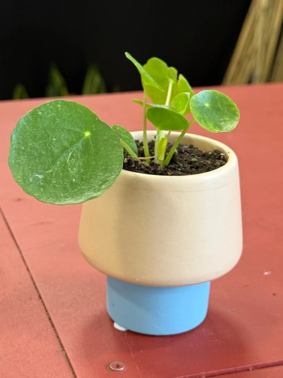 pilea sugar pieniążek (2).jpeg