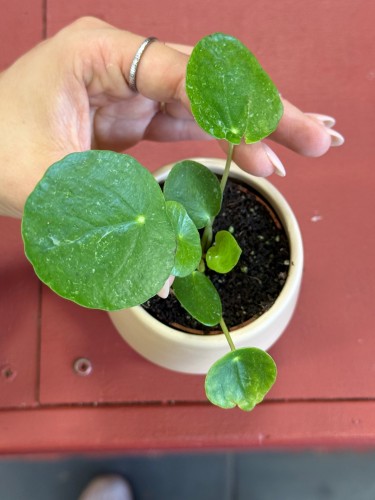 pilea sugar pieniążek (3).jpeg