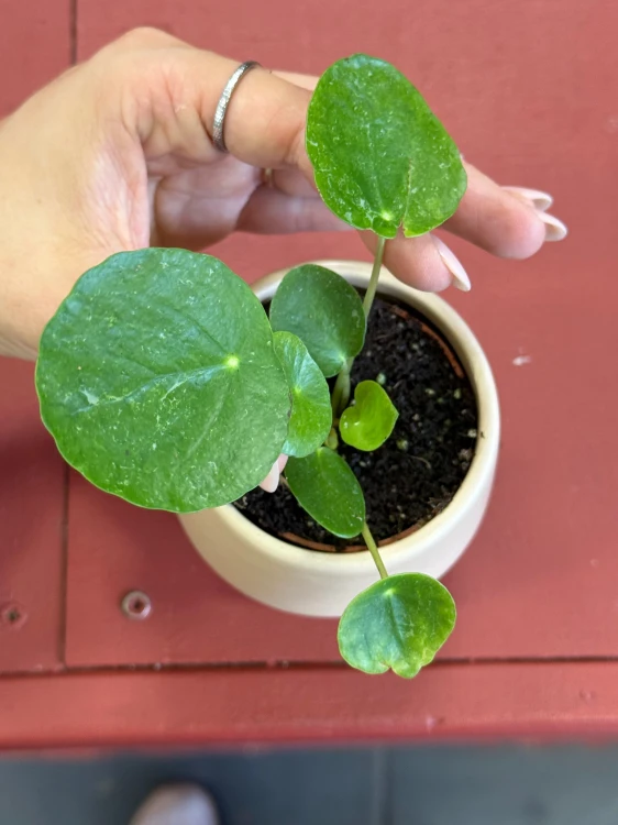 pilea sugar pieniążek (3).jpeg