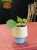 pilea sugar pieniążek (4).jpeg