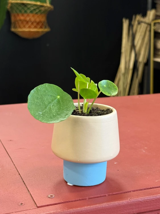 pilea sugar pieniążek (4).jpeg