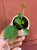 pilea sugar pieniążek (1).jpeg