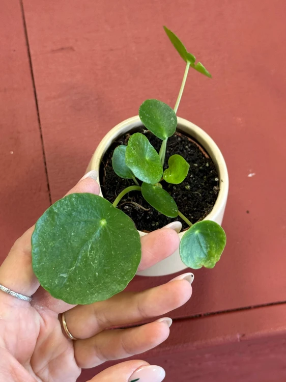 pilea sugar pieniążek (1).jpeg