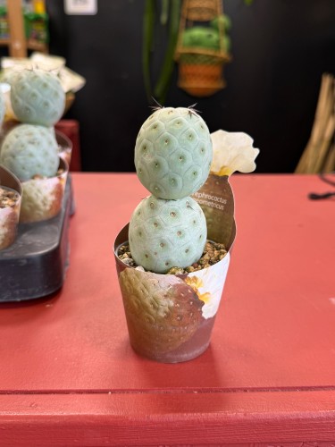 Tephrocactus geometricus (2).jpeg