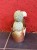 Tephrocactus geometricus (5).jpeg
