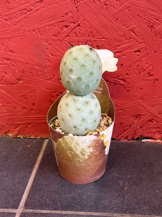Tephrocactus geometricus (5).jpeg
