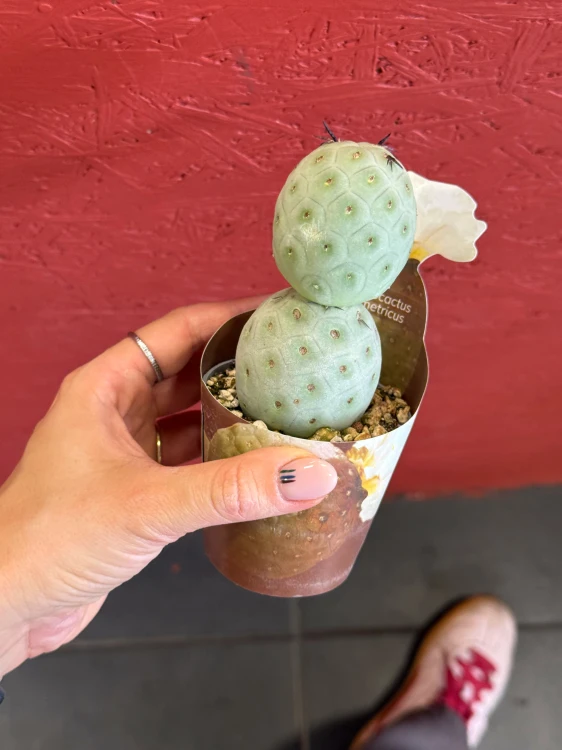 Tephrocactus geometricus (6).jpeg