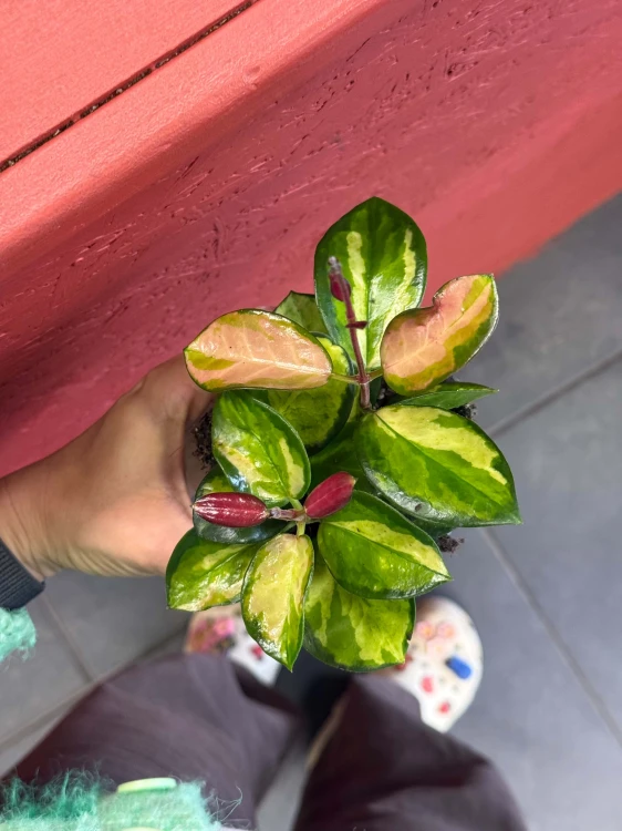 Hoya australis Lisa (2).jpg