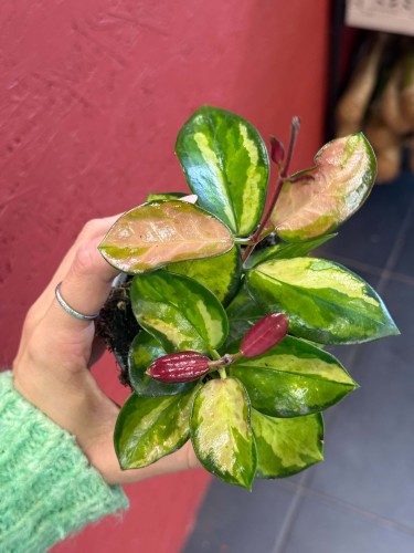 Hoya australis Lisa (3).jpg