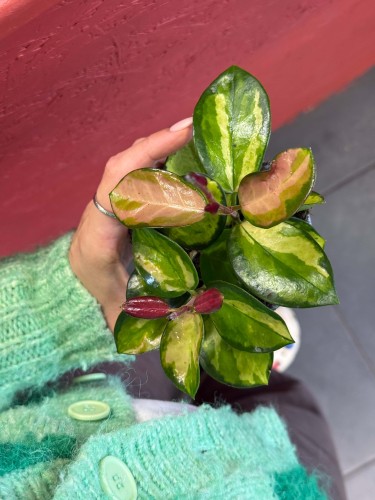 Hoya australis Lisa (4).jpg
