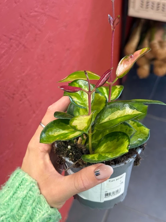 Hoya australis Lisa (1).jpg