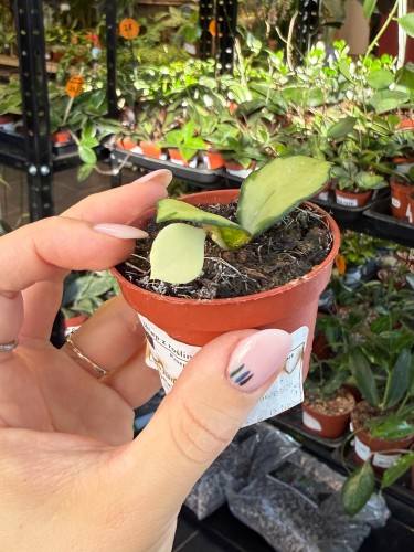 hoja hoya heuschkeliana variegata  (2).jpeg