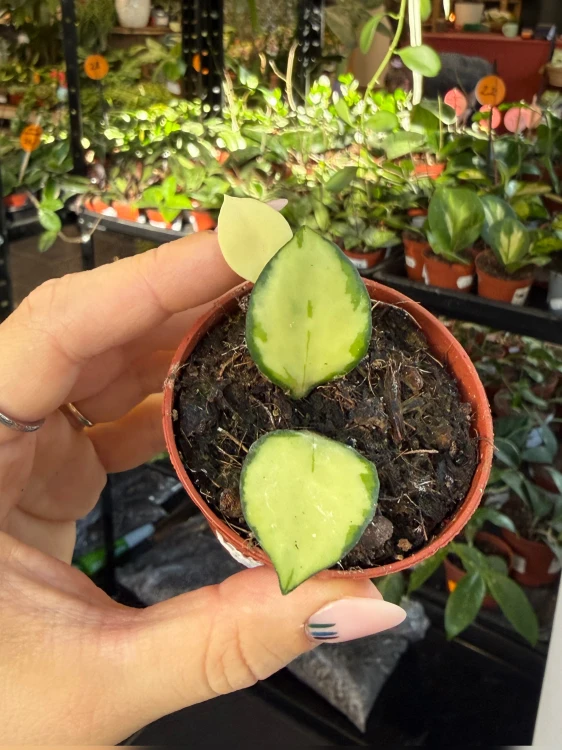 hoja hoya heuschkeliana variegata  (3).jpeg