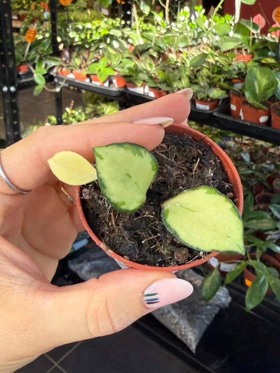 hoja hoya heuschkeliana variegata  (1).jpeg