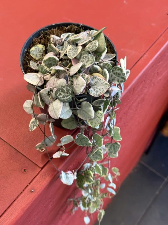 Ceropegia woodii RÓŻOWA Ceropegia variegata  (2).jpeg