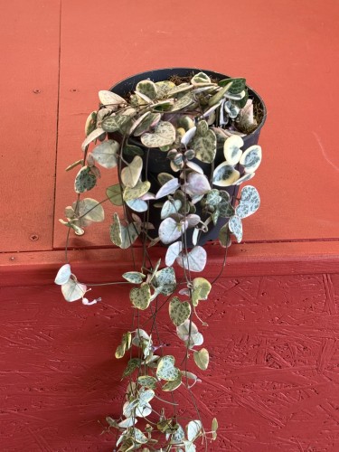 Ceropegia woodii RÓŻOWA Ceropegia variegata  (3).jpeg