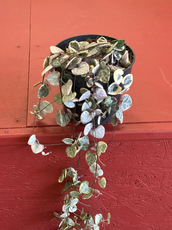 Ceropegia woodii RÓŻOWA Ceropegia variegata  (3).jpeg