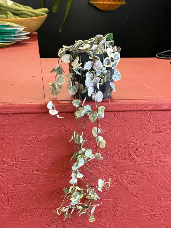 Ceropegia woodii RÓŻOWA Ceropegia variegata  (5).jpeg