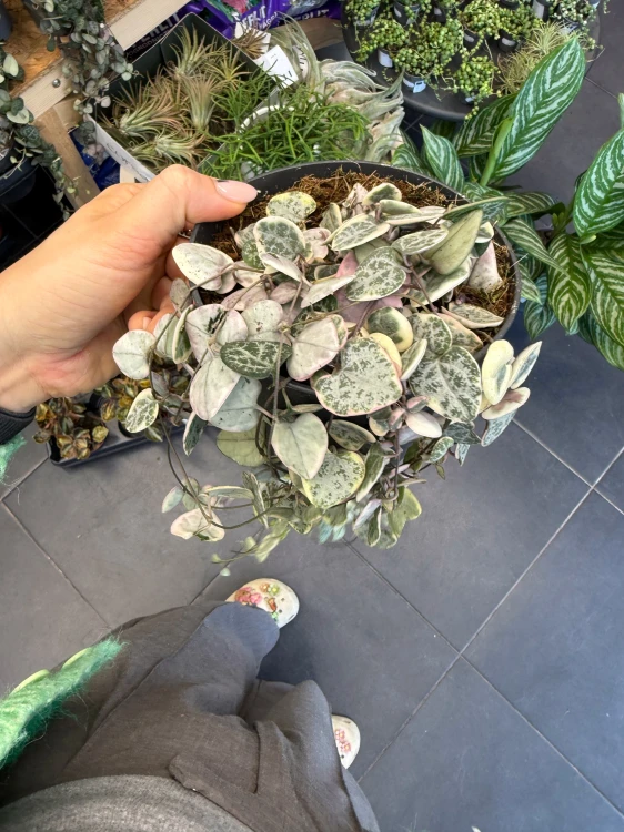 Ceropegia woodii RÓŻOWA Ceropegia variegata  (1).jpeg