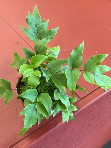cyrtomium fortunei clivicola paproć sierpowata  (2).jpeg