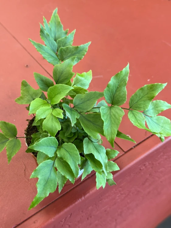 cyrtomium fortunei clivicola paproć sierpowata  (2).jpeg