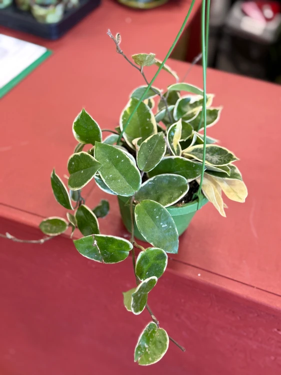 hoja carnosa krimson queen (3).jpeg