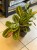 Maranta leuconeura Fascinator Tricolor (2).jpeg