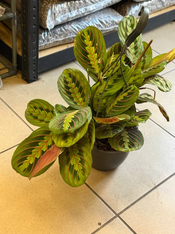 Maranta leuconeura Fascinator Tricolor (2).jpeg