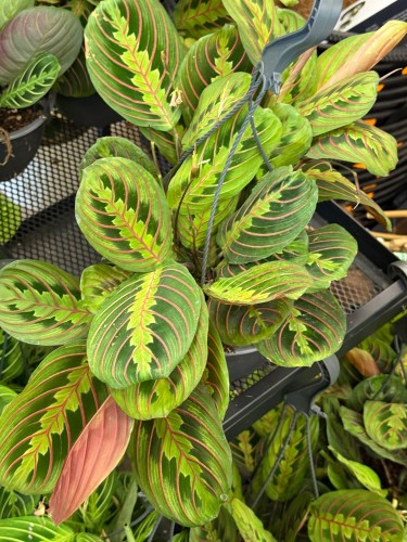 Maranta leuconeura Fascinator Tricolor (1).jpeg