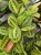 Maranta leuconeura Fascinator Tricolor (1).jpeg