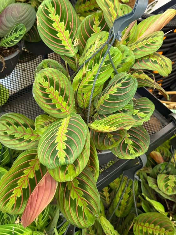 Maranta leuconeura Fascinator Tricolor (1).jpeg