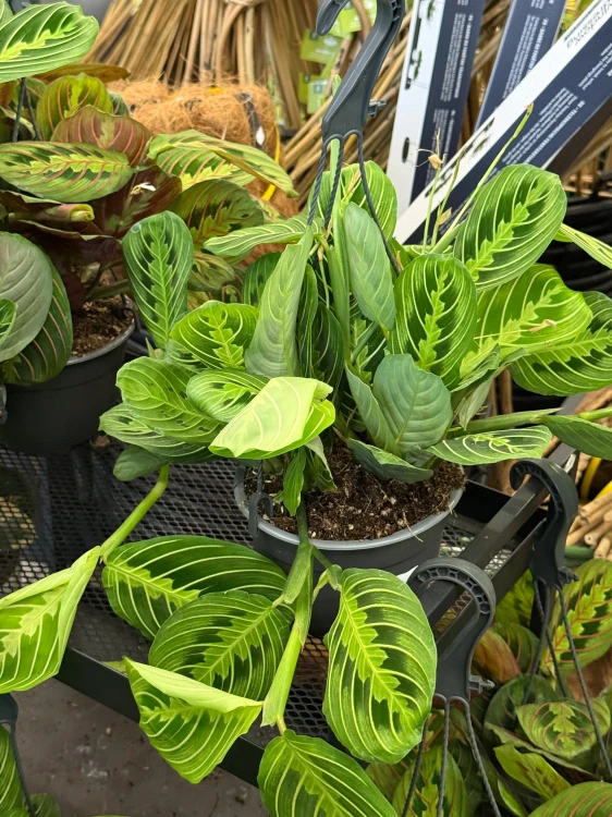 Maranta lemon lime DØ15cm (2).jpeg