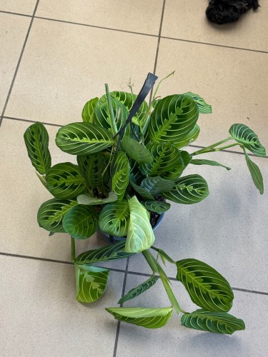 Maranta lemon lime DØ15cm (3).jpeg