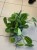 Maranta lemon lime DØ15cm (3).jpeg