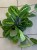 Maranta lemon lime DØ15cm (4).jpeg