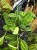 Maranta lemon lime DØ15cm (1).jpeg
