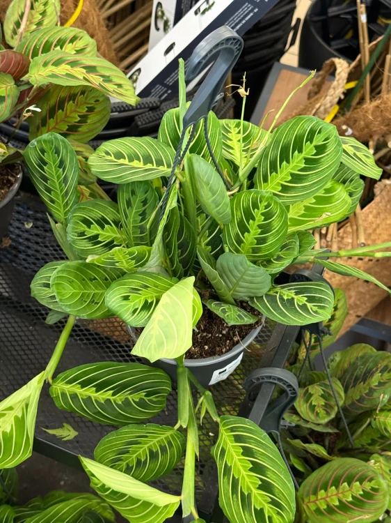 Maranta lemon lime DØ15cm (1).jpeg