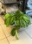 Maranta leuc. 'Exclusive Grey' DØ15cm (2).jpeg