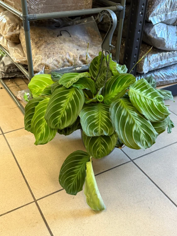 Maranta leuc. 'Exclusive Grey' DØ15cm (2).jpeg