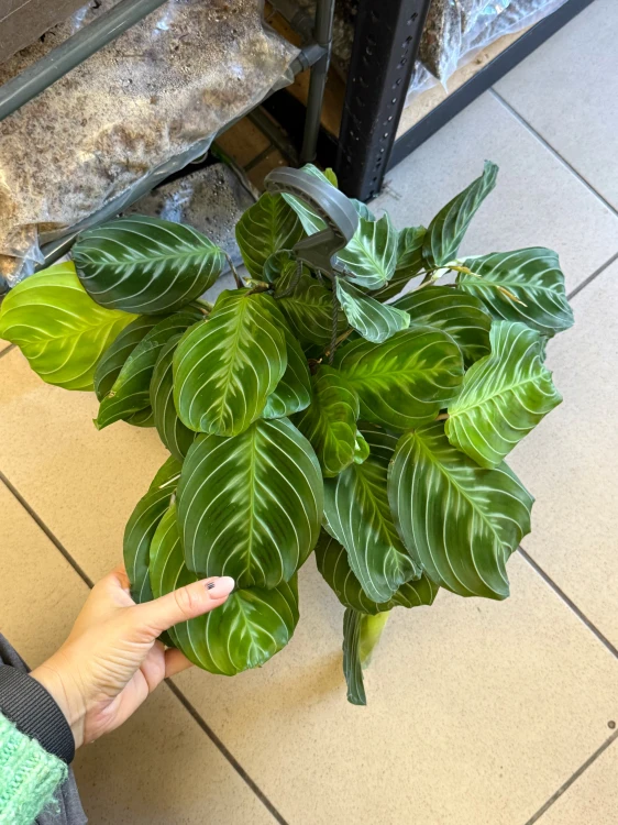 Maranta leuc. 'Exclusive Grey' DØ15cm (3).jpeg