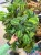 Maranta leuc. 'Exclusive Grey' DØ15cm (4).jpeg
