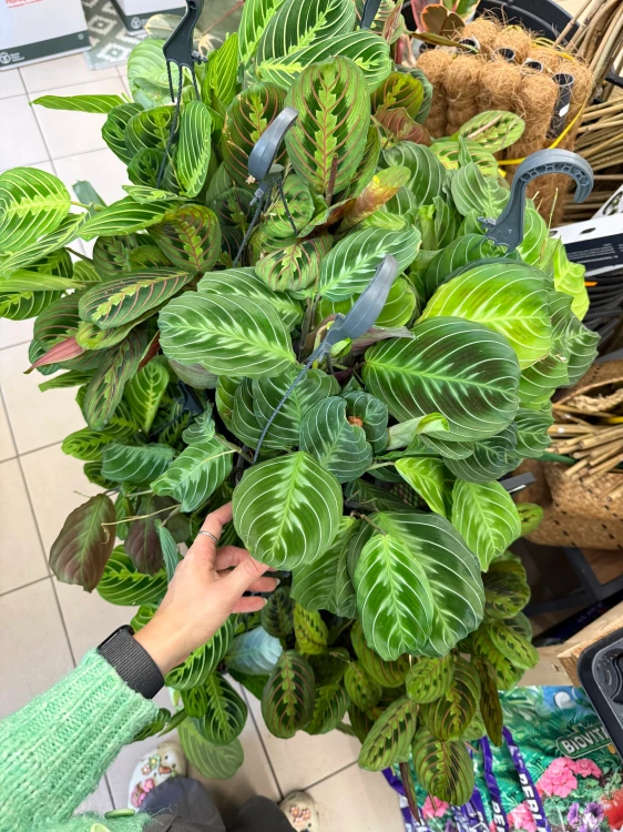 Maranta leuc. 'Exclusive Grey' DØ15cm (4).jpeg