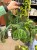 Maranta leuc. 'Exclusive Grey' DØ15cm (1).jpeg