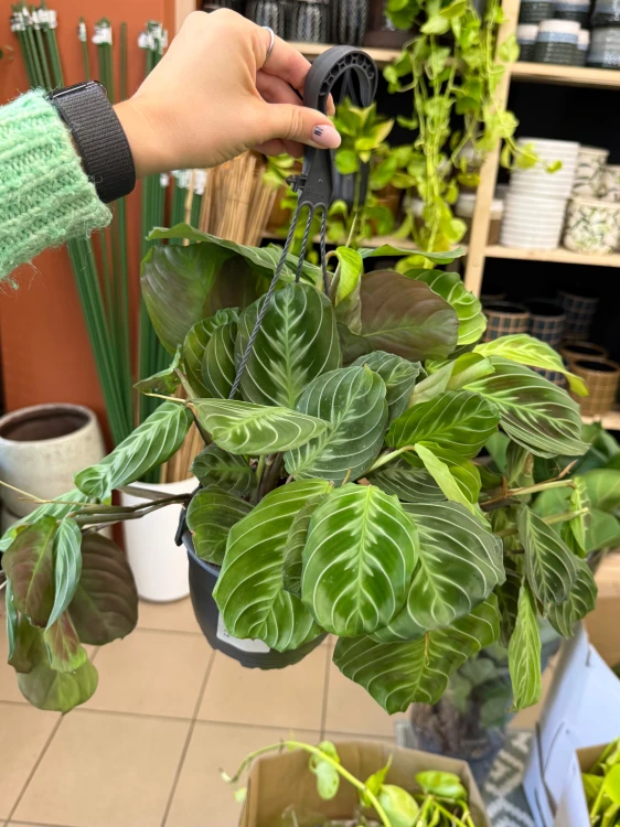 Maranta leuc. 'Exclusive Grey' DØ15cm (1).jpeg