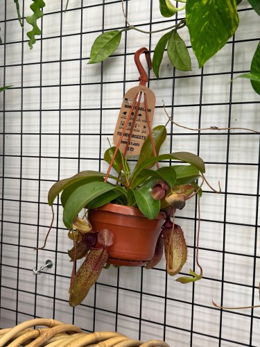 Nepenthes Monkey Jars Sam dzbanecznik roślina owadożerna (2).jpeg