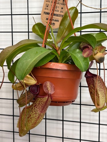 Nepenthes Monkey Jars Sam dzbanecznik roślina owadożerna (3).jpeg