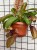 Nepenthes Monkey Jars Sam dzbanecznik roślina owadożerna (3).jpeg