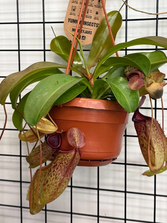 Nepenthes Monkey Jars Sam dzbanecznik roślina owadożerna (3).jpeg